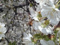 Pszczoła murarka ogrodowa na kwiecie wiśni